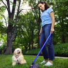 Como eliminar o odor de fezes de cachorro no quintal