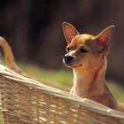Crecimiento de los cachorros Chihuahua