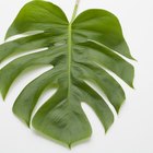 O que é a glicose usada nas plantas?