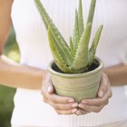 Como recuperar uma planta de babosa que está com as folhas morrendo