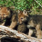 Como lobos cinzentos tomam conta de seus filhotes