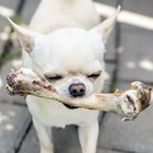 Los 10 mejores alimentos para perros