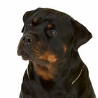 Melhores brinquedos de morder para rottweilers