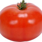 Cómo crear tu propios híbridos de tomate