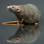 Remedios caseros para repeler ratas y ratones