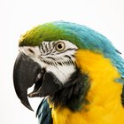 Qual é a expectativa de vida média de um papagaio?
