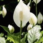 Plantas comunes de interior con flores blancas