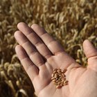 Senior male farmer with grain in hand, close-up