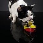 Estimulantes naturales para el apetito de los gatos