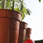 Al plantar tomates y berenjenas ¿de que tamaño debe ser la maceta?