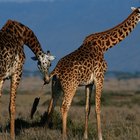 Como as girafas fazem o acasalamento?