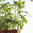 Problemas de hojas curvadas en las plantas de tomate