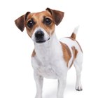 Cómo tratar los ácaros y las infecciones por levaduras de los oídos de los perros con remedios caseros