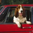 Cómo reaccionar y qué hacer si tu perro es atropellado por un automóvil