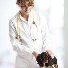 ¿Con qué frecuencia se le debe de vacunar a los perros contra la rabia?