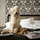 Como colocar um laço em um cachorro
