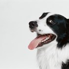 Cómo prevenir y tratar callos en perros