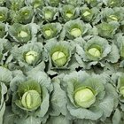 Closed Up Image of a Cabbage With Water drops On it, Surrounded By Other Vegetables, High Angle View