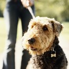 Sinais e sintomas de estágios finais de linfoma canino