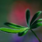 Cómo cuidar a las plantas schefflera