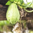 Green Chayote fruits, close up photo