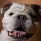 ¿Cómo hacer que el cuerpo de tu perro bulldog sea más muscular?