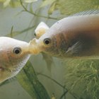 O que os peixes cascudos comem?