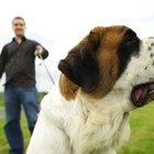 Datos sobre los alimentos para un cachorro San Bernardo