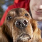 Cómo tratar la sinusitis en un perro
