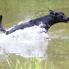 As dez melhores raças de cães caçadores de patos