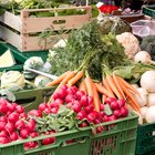 Healthy Organic Vegetables on a Wooden Background