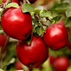 Fresh red apples in wooden box.