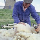 Cómo bordear y lavar la lana de una oveja para hilarla