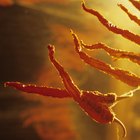 El proceso de deshidratación de alimentos