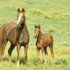 O que são traços heterozigotos e homozigotos em cavalos?