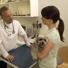 Cómo curar la anemia en perros