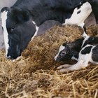 Como saber quando uma vaca está pronta para parir