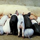 Cómo iniciar cría de cerdos