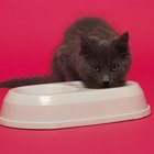 Cómo hacer comida casera saludable (por mayor) para gatos diabéticos y no diabéticos