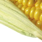 Cómo deshidratar granos de maíz
