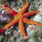 Como secar as estrelas-do-mar encontradas nas praias