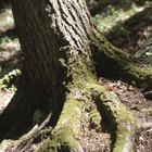 Cómo matar un árbol invasivo utilizando sosa cáustica