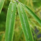 Cómo fertilizar el cultivo del bambú