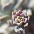 Como recuperar uma planta Echeveria que está murchando