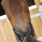 Dietas para caballos de cuarto de milla