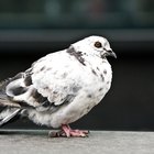 Como determinar o sexo de um pombo