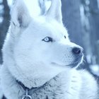 When Do Huskies Shed Their Coats? - Pets