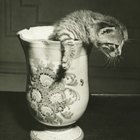 Cómo comprar los gatitos más pequeños del mundo, taza de té