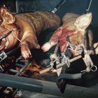 Cómo preparar y limpiar un cerdo sacrificado para asar