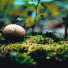 Cómo saber si es seguro un hongo que crece en tu jardín 